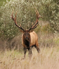Fototapeta premium Regal Majestic Elk Bull Powerful Pose Benezette PA Pennsylvania 7x7 8x7 8x8 Rut