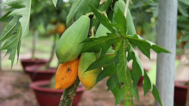 Lush green papaya trees bear ripe fruits in serene Asian setting.