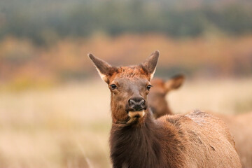 Gorgeous Elk Cow windswept Mountains