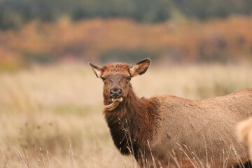 Gorgeous Elk Cow windswept Mountains