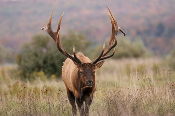 Regal Majestic Elk Bull Powerful Pose Benezette PA Pennsylvania 7x7 8x7 8x8 Rut