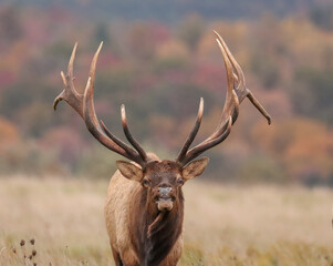 Beautiful Elk Bull Flehmen Response Bugle Haunting Melody Rut Action 7x7 8x7 8x8