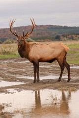Naklejka premium Regal Majestic Elk Bull Powerful Pose Benezette PA Pennsylvania 7x7 8x7 8x8 Rut