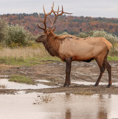 Regal Majestic Elk Bull Powerful Pose Benezette PA Pennsylvania 7x7 8x7 8x8 Rut