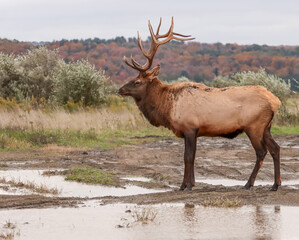 Regal Majestic Elk Bull Powerful Pose Benezette PA Pennsylvania 7x7 8x7 8x8 Rut