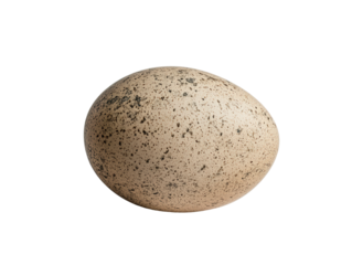 Isolated Speckled Bird Egg