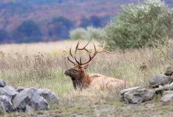 Regal Majestic Elk Bull Powerful Pose Benezette PA Pennsylvania 7x7 8x7 8x8 Rut