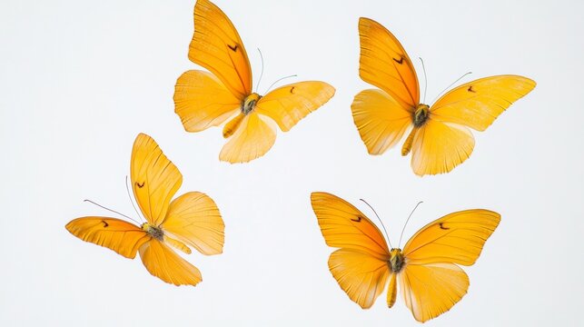 Set of four beautiful yellow butterflies. Phoebis philea butterfly isolated on white background. Butterfly with spread wings and in flight.