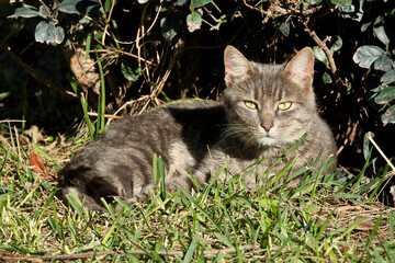 cat lying in the grass in the garden on a sunny day