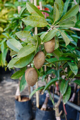 Closeup of fresh sapodilla fruit for healthy. chikoo fruit has a sweet taste on sapodilla tree with green leaves
