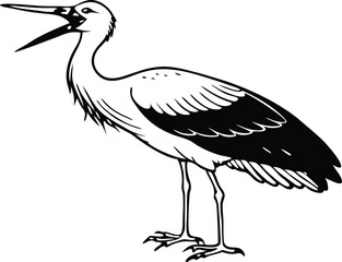 Ciconia in front of a white background vector art illustration