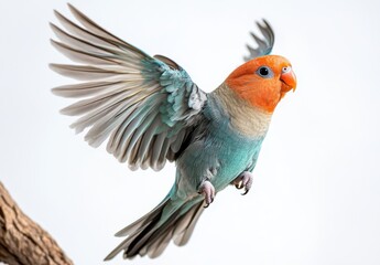 Naklejka premium Vibrant Bird in Mid-Flight Capturing the Beauty of Nature with Flawless Feathers and Striking Colors Against a Soft Background