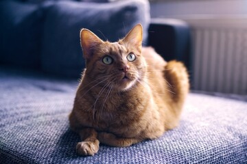 Cute orange tabby cat is lying on a sofa at home and loking away. Horizontal image with selective focus.