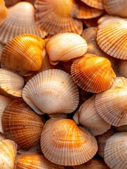 A close-up of an assortment of colorful seashells, showcasing their intricate textures and patterns, Ideal for beach-themed designs, articles about marine life, or decor related to coastal living,