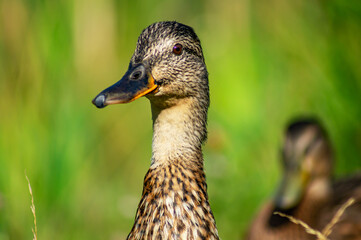 Close-up of the head and neck of a female mallard duck. A young mallard looks curiously, turning...