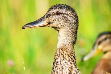 Close-up in profile of the head and neck of a female mallard duck. A young mallard looks curiously, turning its head to the left. The head of another duck is visible on the yellow-green background.