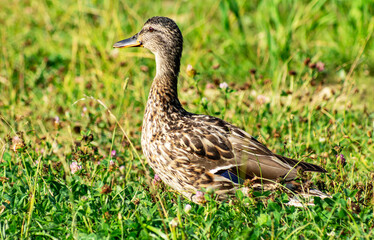 Close-up in full-length profile of a female mallard duck. A young mallard has come out onto the bank overgrown with green grass and is looking curiously at the camera.