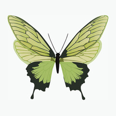 butterfly coloured.eps