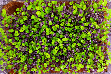 basil microgreens close-up top view. microgreens growing in tray. city farming indoor concept