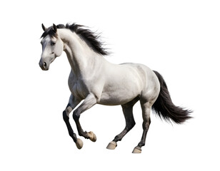 Obraz premium Graceful Gray Horse in Dynamic Action Against Transparent Background