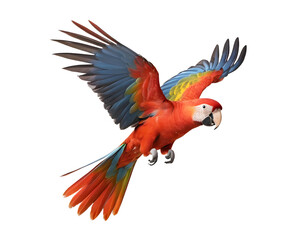 Obraz premium Vibrant Scarlet Macaw Soaring Through the Air