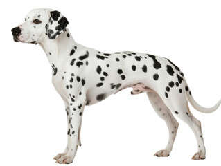 Isolated Dalmatian Dog Standing Profile