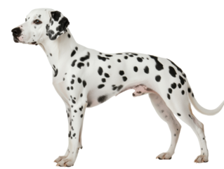 Isolated Dalmatian Dog Standing Profile