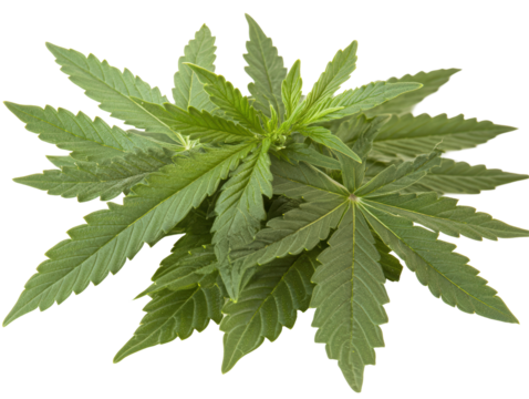 Isolated Marijuana Plant Leaves