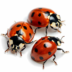 A vibrant red ladybug with shiny black spots, detailed legs, and a realistic glossy shell, crawling on an invisible surface, perfectly isolated on a crisp white background.