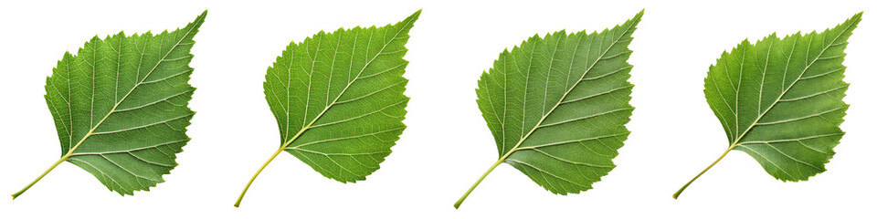 Four Green Mulberry Leaves, Isolated on Transparent Background, Botany Illustration, Nature, Plant, Mulberry, Leaf, Botany