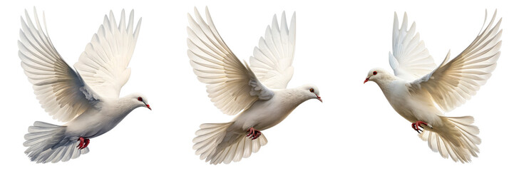 Obraz premium Three White Doves in Flight, Isolated on Transparent Background, Peace Symbol, Avian Photography, Dove, Peace, Bird
