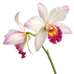 Naklejka premium Two Blooming Cattleya Orchids, Isolated on Transparent Background, Close-up, Floral Photography, Orchid, Cattleya, Flower