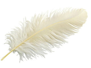 Fototapeta premium Isolated Ostrich Feather