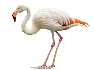 Fototapeta premium Isolated Flamingo Standing Profile
