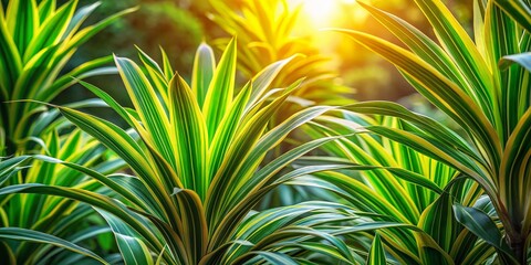 Fototapeta premium Dracaena Leaves Close-Up: Summer Sunlight on Botanic Garden Foliage