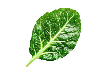 Obraz premium Isolated Fresh Green Chard Leaf Close-up