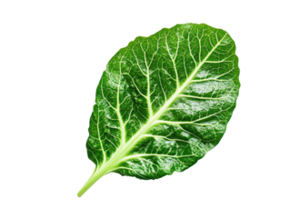 Isolated Fresh Green Chard Leaf Close-up