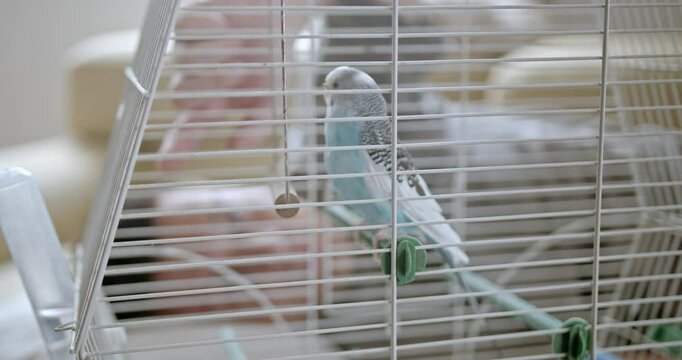 A young boy plays his pet parakeet through its cage. The bird sits perched on a bar inside the cage.