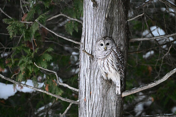 A barred owl sits perched in a tree along the edge of a forest