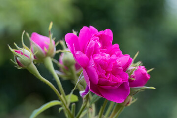 close up of bright pink roses with a blurred green background