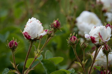 close up of pretty white roses and pink rose buds