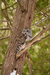 A barred owl sits perched in a tree along the edge of a forest