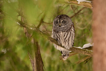 A barred owl sleeping in a tree along the edge of a forest