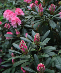 Closed blossoms pink rhododendron flowers in spring close up