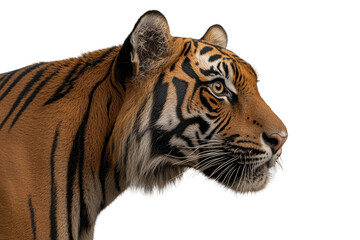 Tiger Profile:  A majestic Bengal tiger with striking orange and black stripes gazes intently to the side, showcasing its powerful build and captivating gaze in a profile shot.