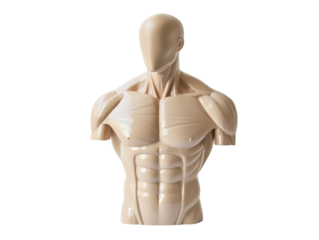 Isolated Anatomical Male Torso