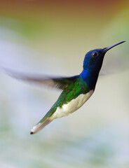 Hummingbird in Mountain Pine Ridge Forest Reserve, Belize