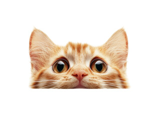Isolated Orange Cat Peeking