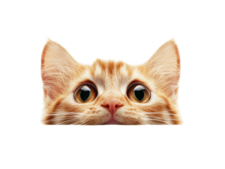Isolated Orange Cat Peeking