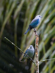 Blue-Gray Tangara in Mountain Pine Ridge Forest, Belize